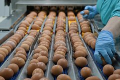 Read more about the article Российские производители курятины и яиц рассказали о проблемах с деньгами